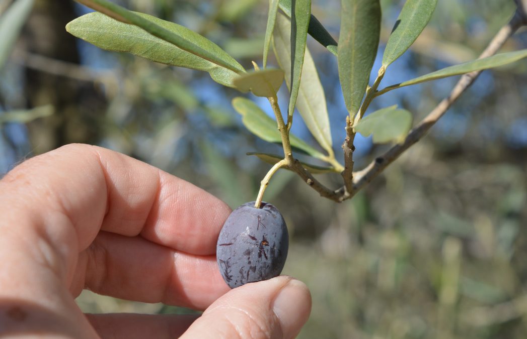 Huile d’olive française, découvrez le domaine chateau virant